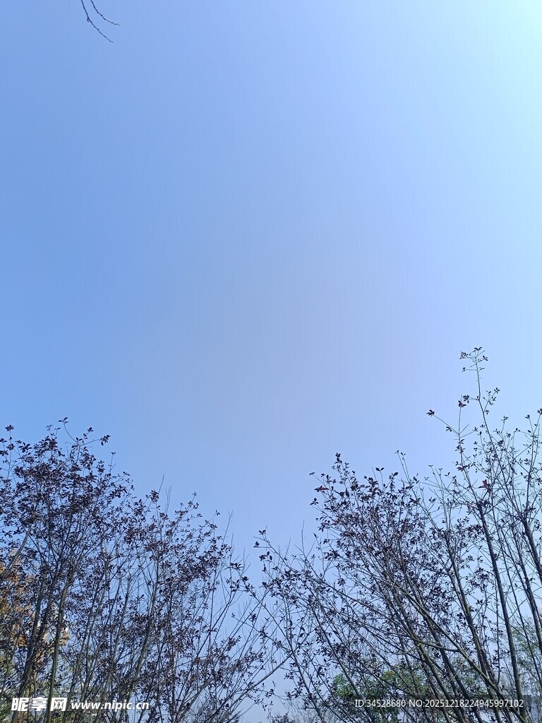 蓝天映衬下的稀疏树枝