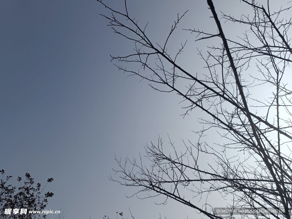 冬日光秃树枝与晴朗天空
