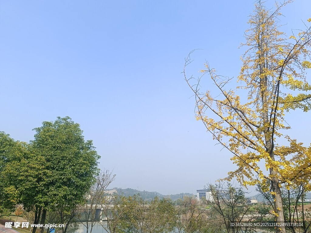 秋日公园树木风景