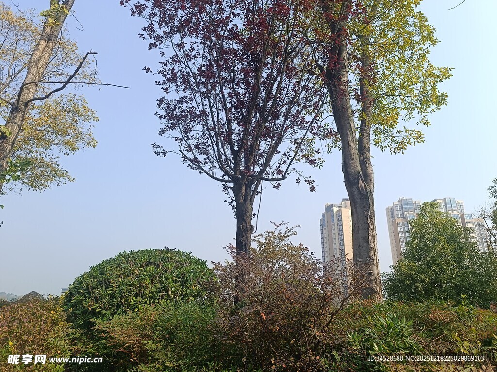 秋日户外树木绿植景致