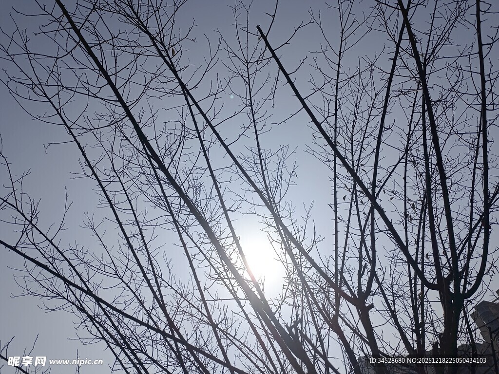 冬日树枝间的暖阳