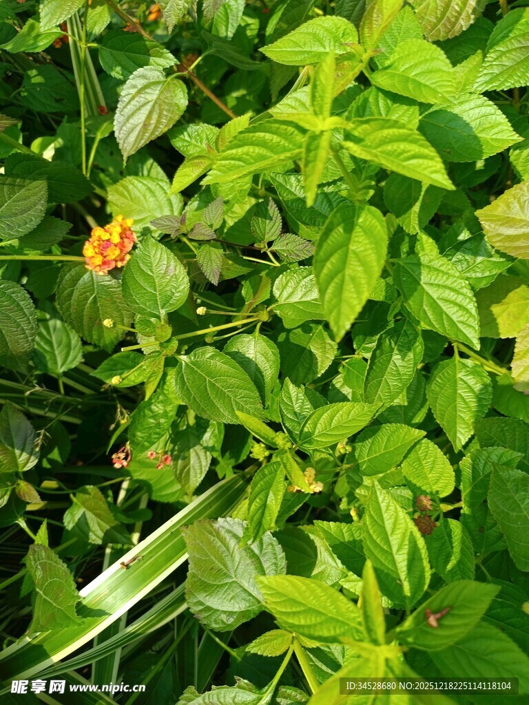 绿叶丛中的娇艳小花