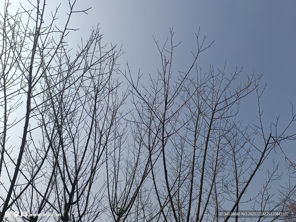 冬日光秃树枝与晴朗天空