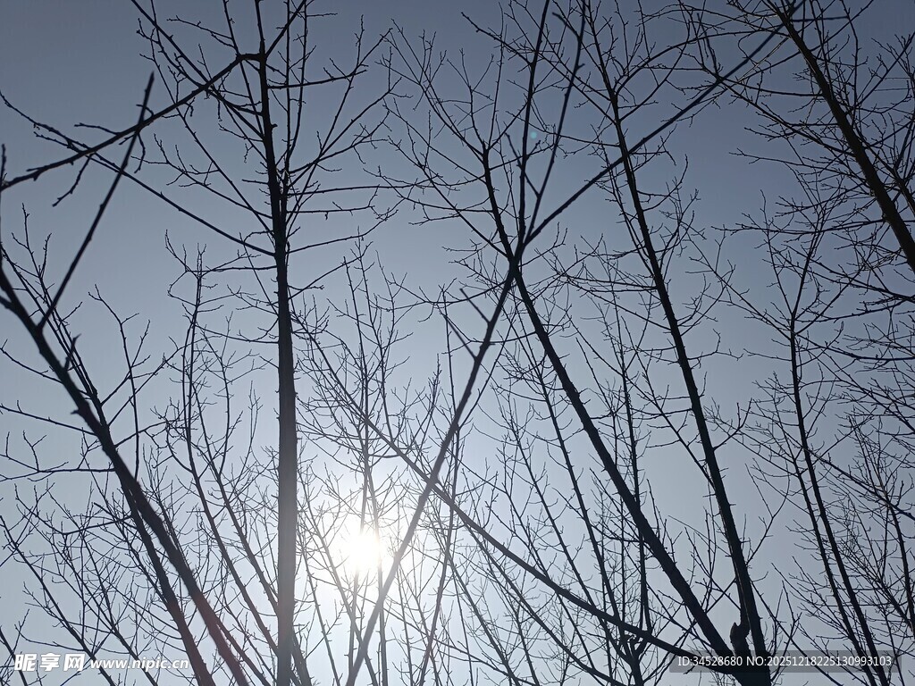 冬日枯树间的暖阳景象