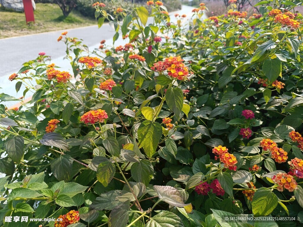 鲜艳多彩的花丛景观