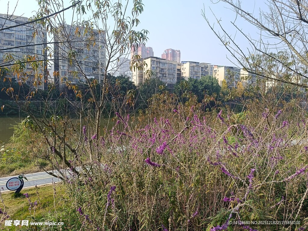 城市中绽放的紫色野花