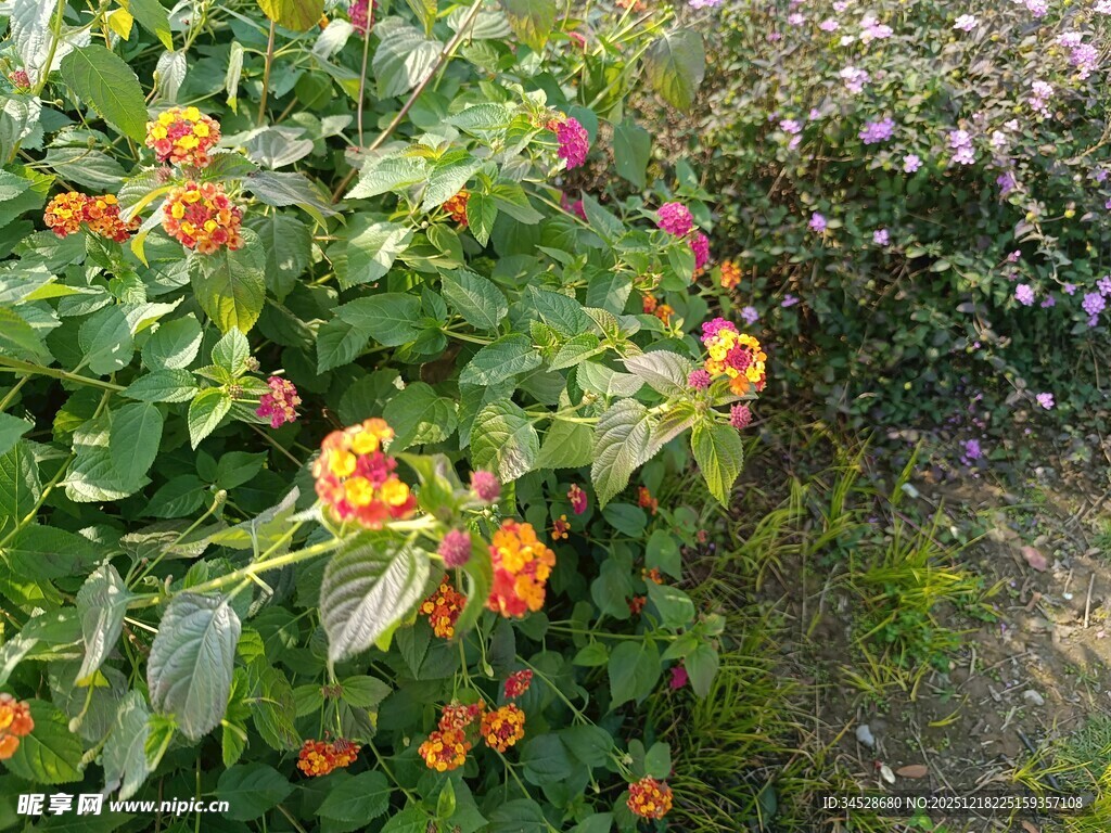 绿叶间绽放的多彩小花