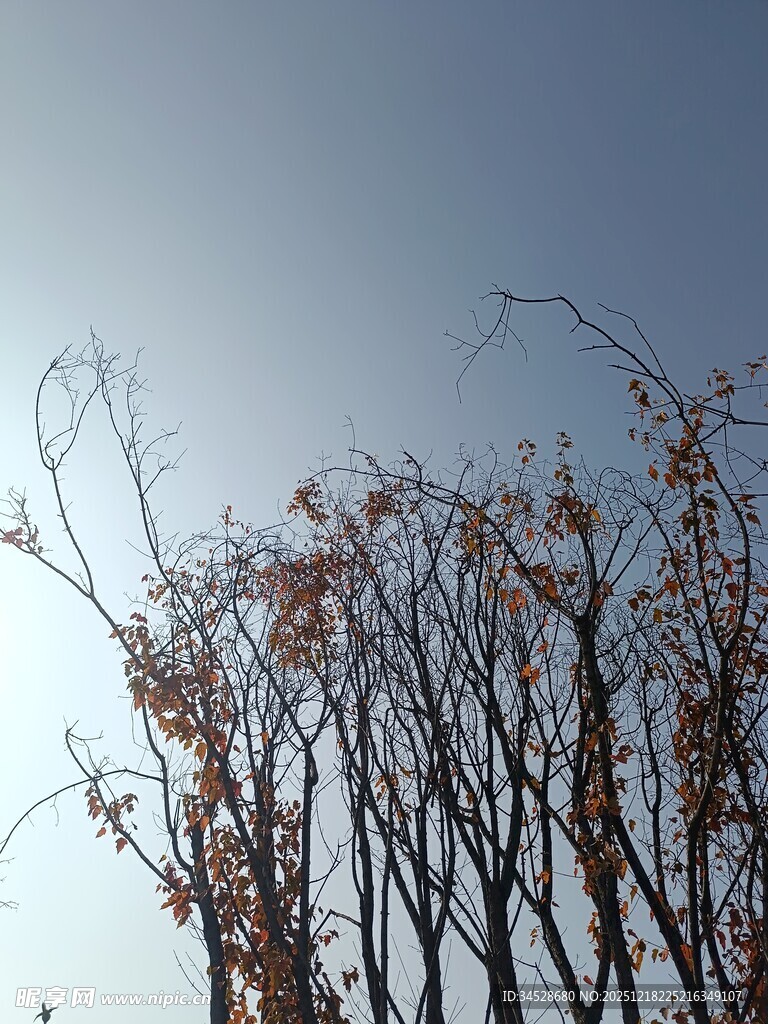 秋日枯树映蓝天