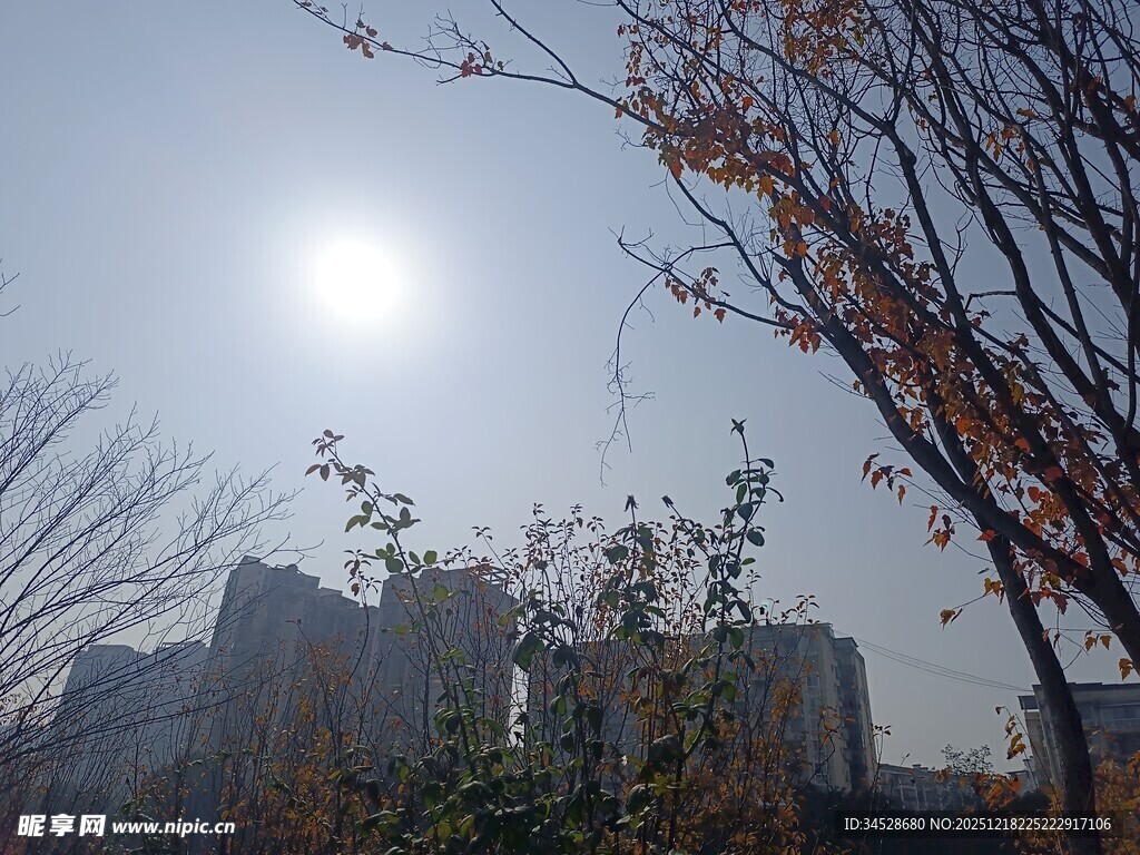 冬日暖阳下的城市树木景观