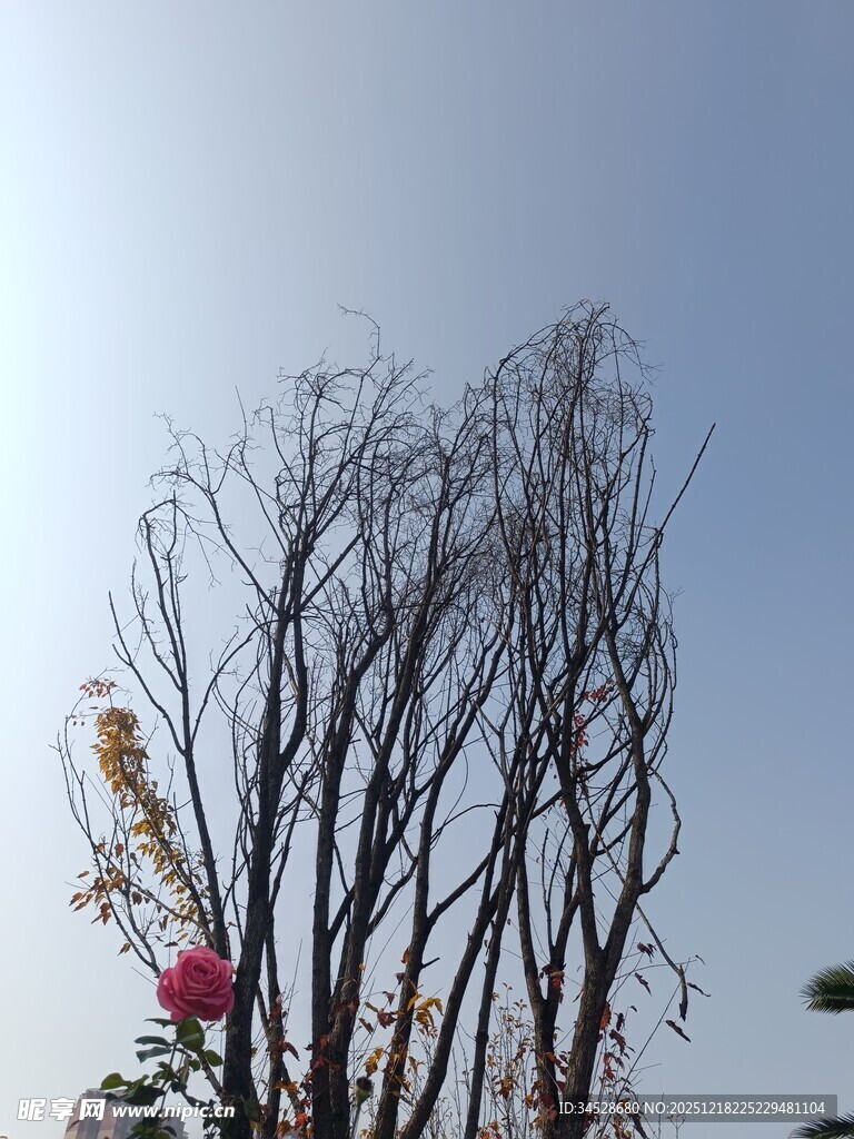 枯树挺立蓝天之下
