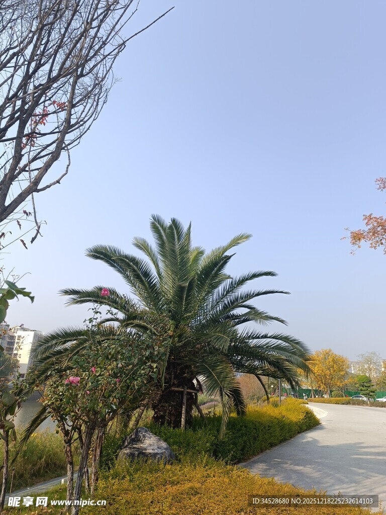 秋日园林中的棕榈树景致