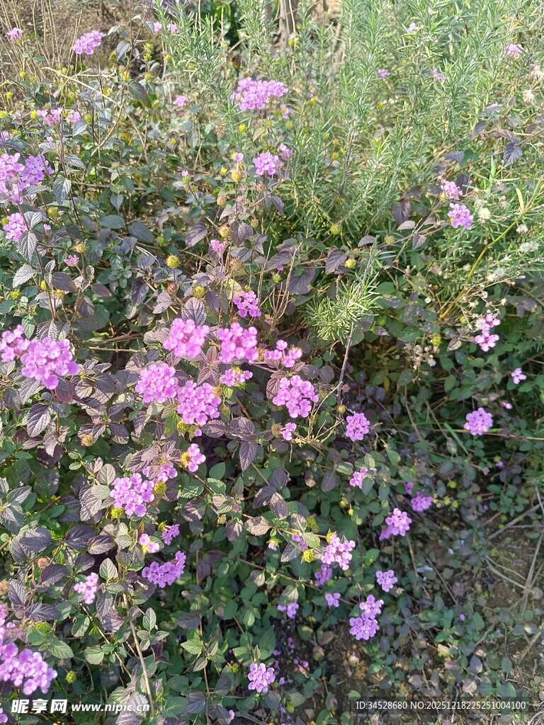 野外绽放的美丽紫色小花