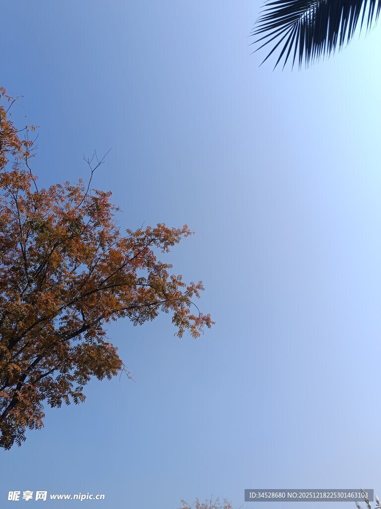 蓝天映衬下的枝叶