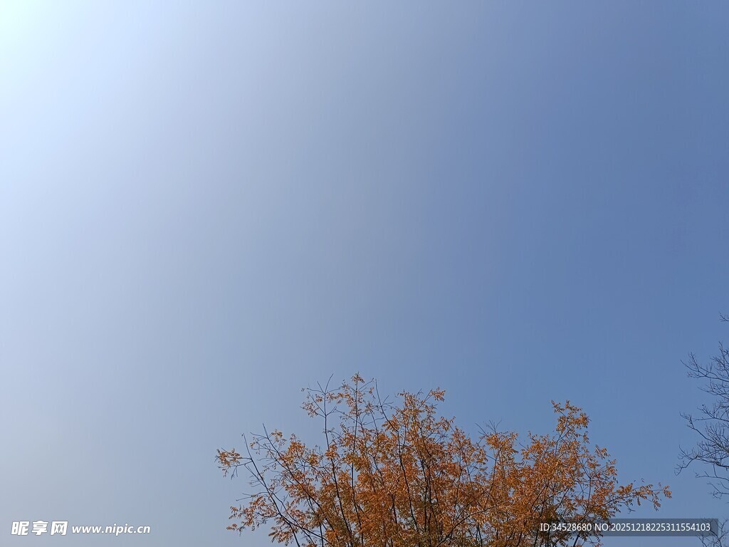 蓝天映衬下的金黄树木