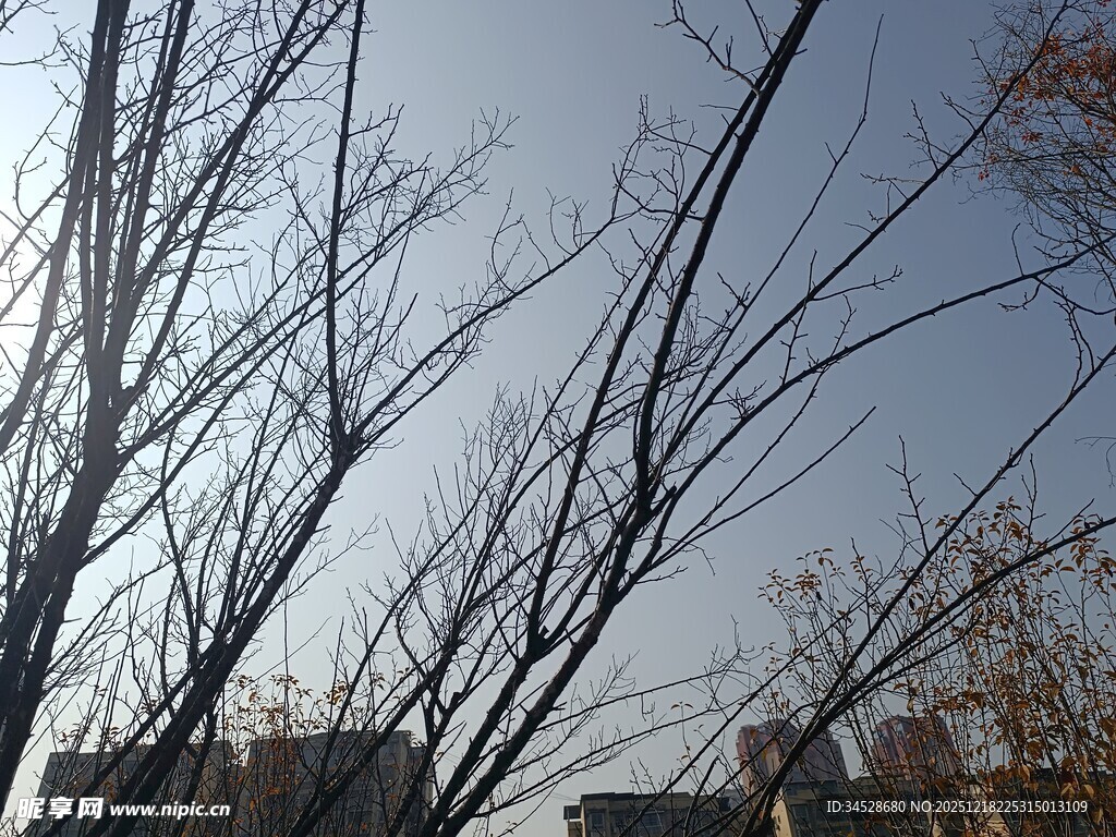 冬日光秃树枝与晴朗天空