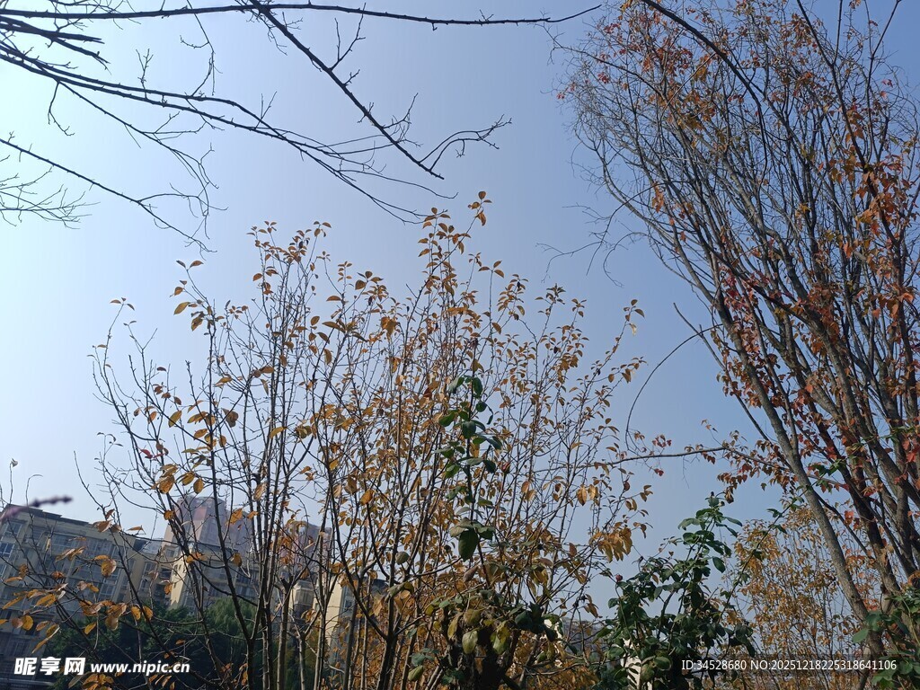 秋日树梢与天色景观