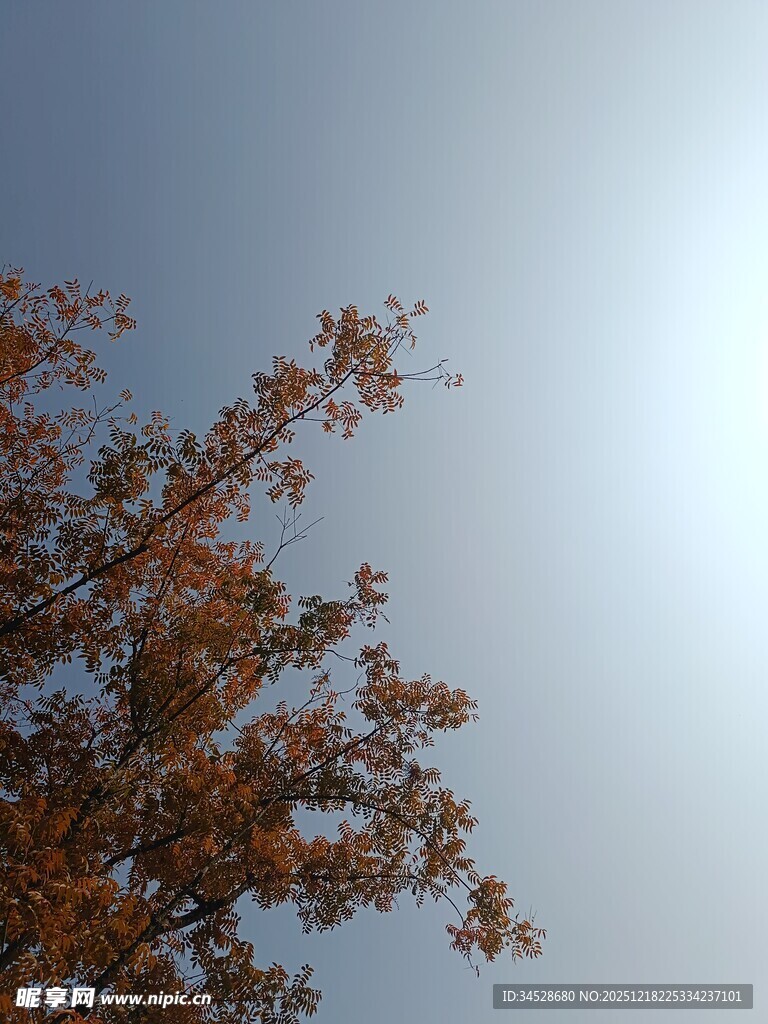 秋日树梢映衬晴朗天空