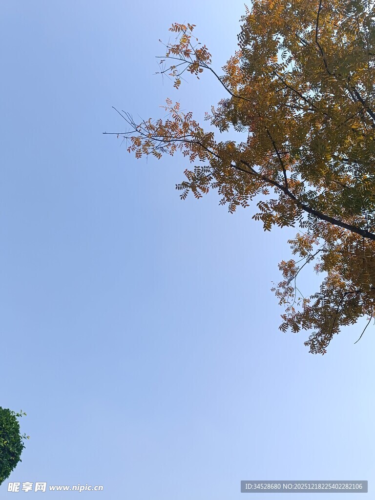 秋日树梢与蓝天景致