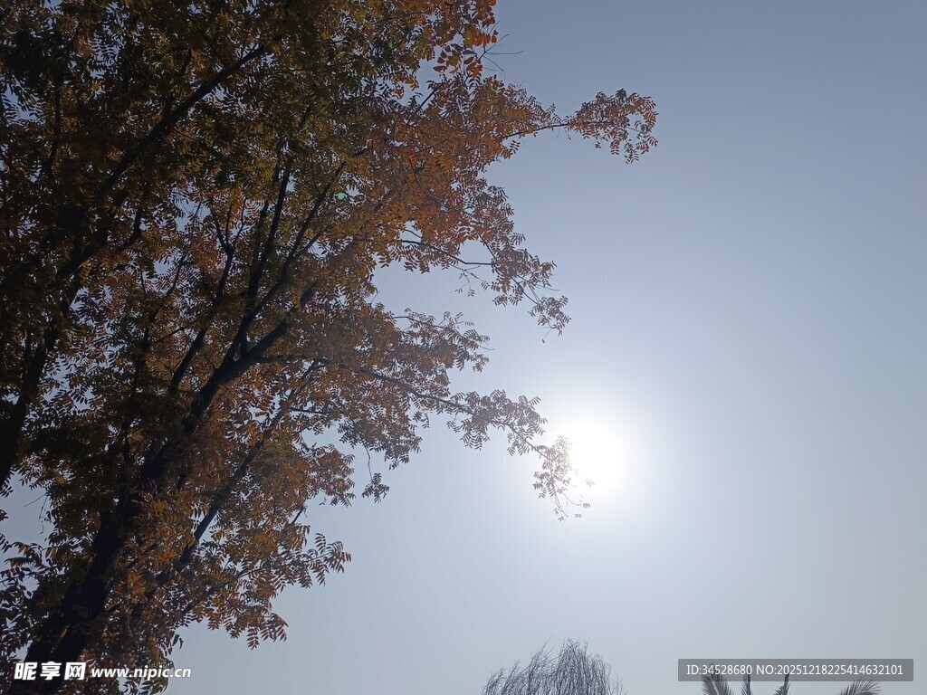 秋日阳光下的树木景致