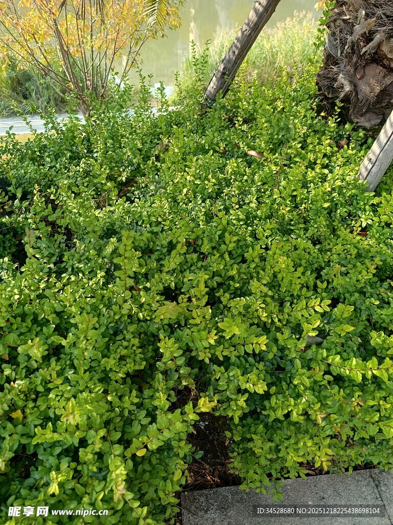 翠绿繁茂的灌木丛