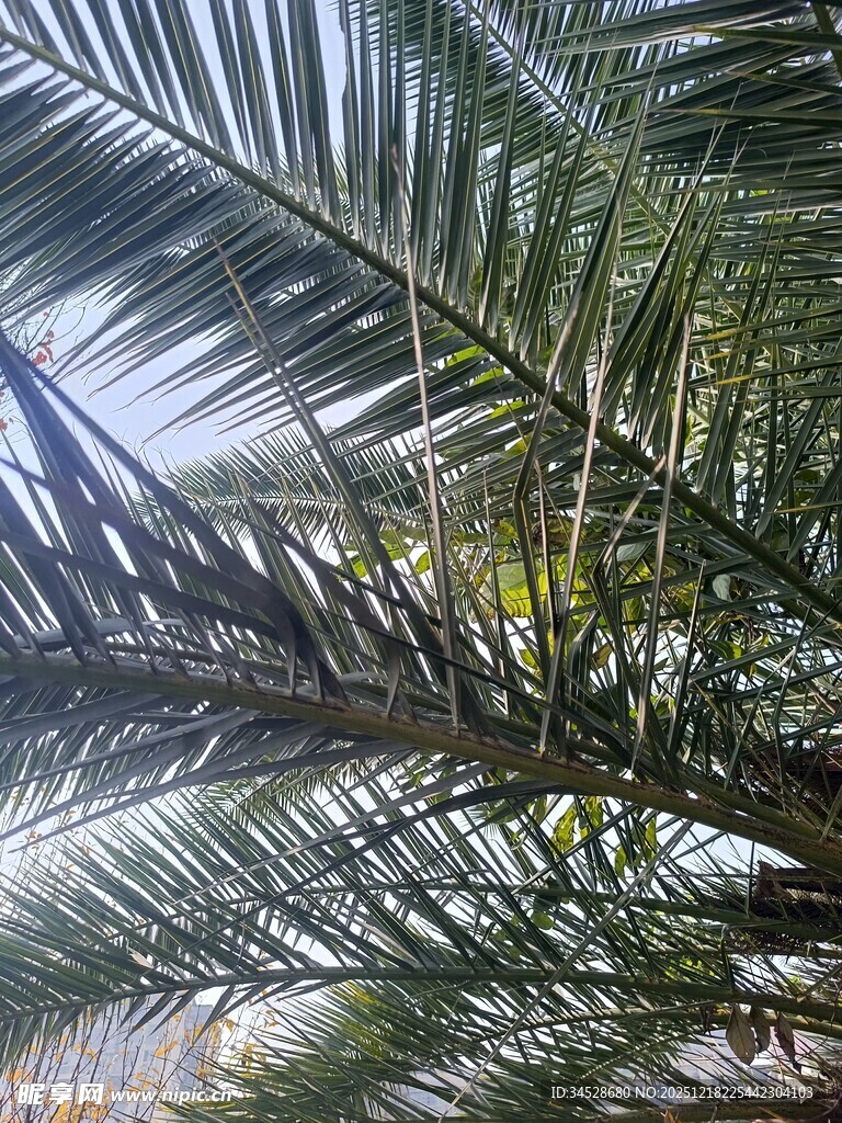 阳光下的棕榈树叶