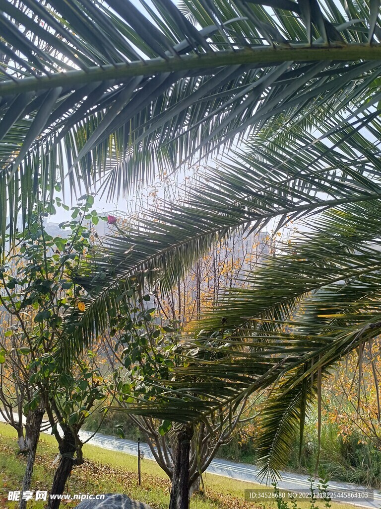透过棕榈叶看户外景色