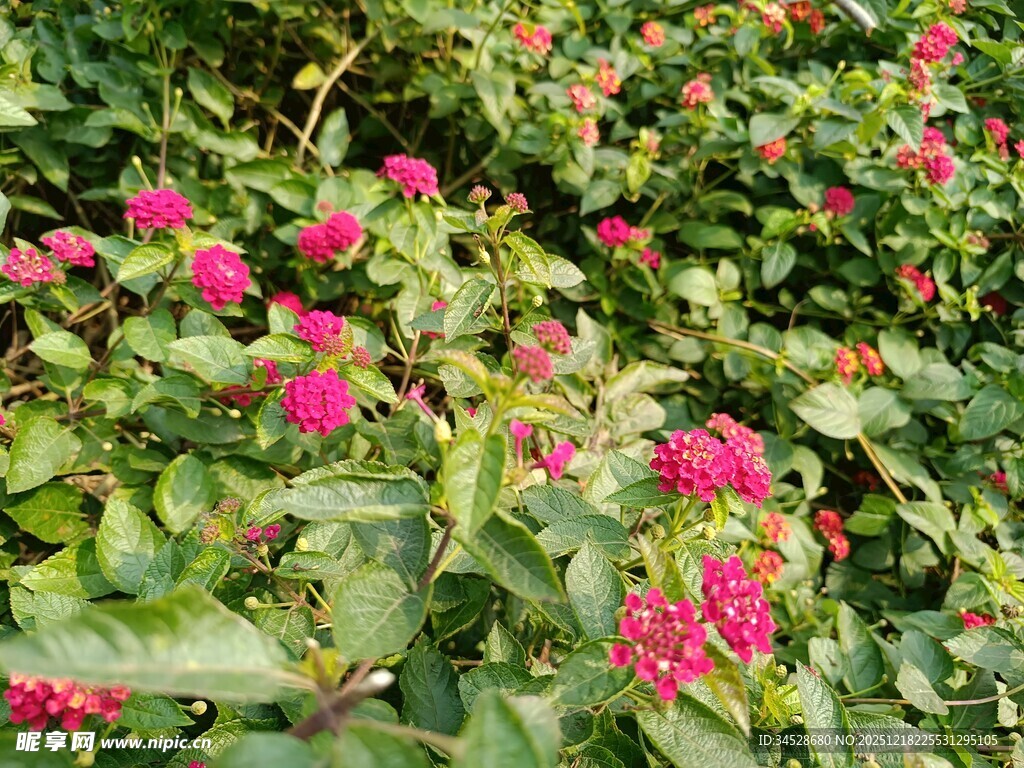 鲜艳花丛绽放生机