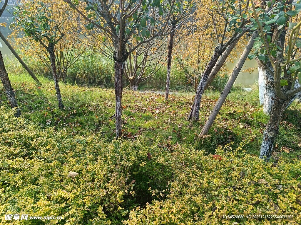 秋日树林中的繁茂灌木丛