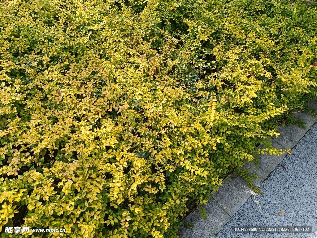 金黄繁茂的低矮灌木丛