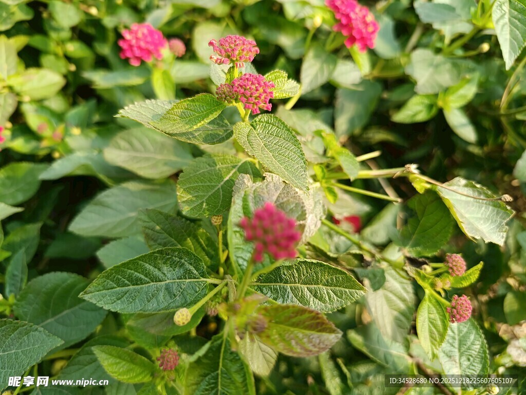 鲜艳粉色花朵绽放绿叶间