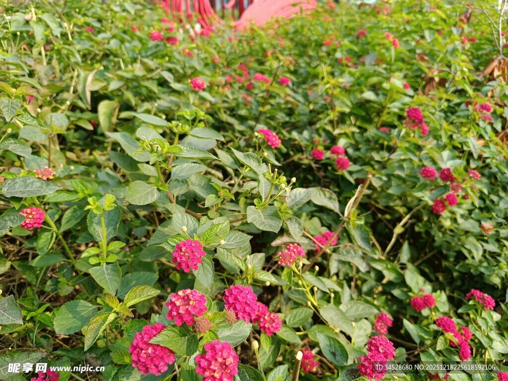 繁花盛开的绿植美景