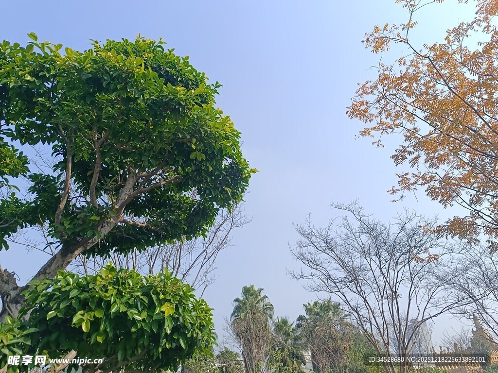 绿树与蓝天相映的景致