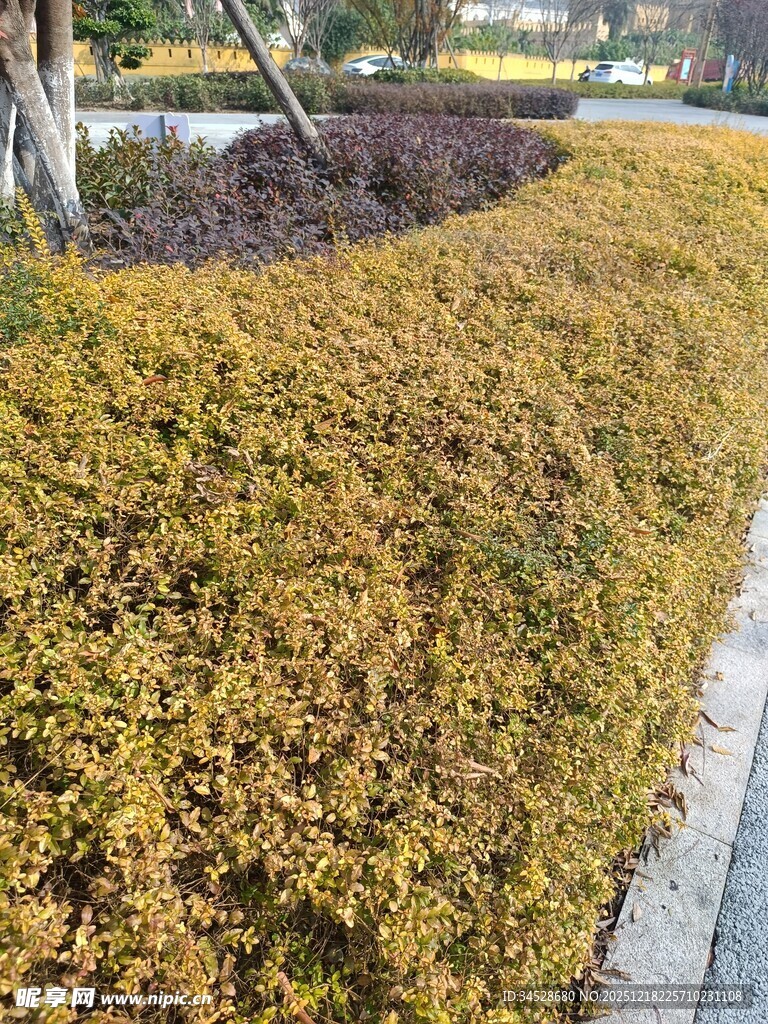 金黄灌木丛景观