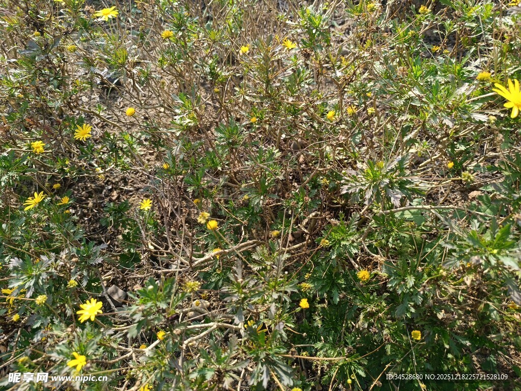 野外黄色小花丛生景象