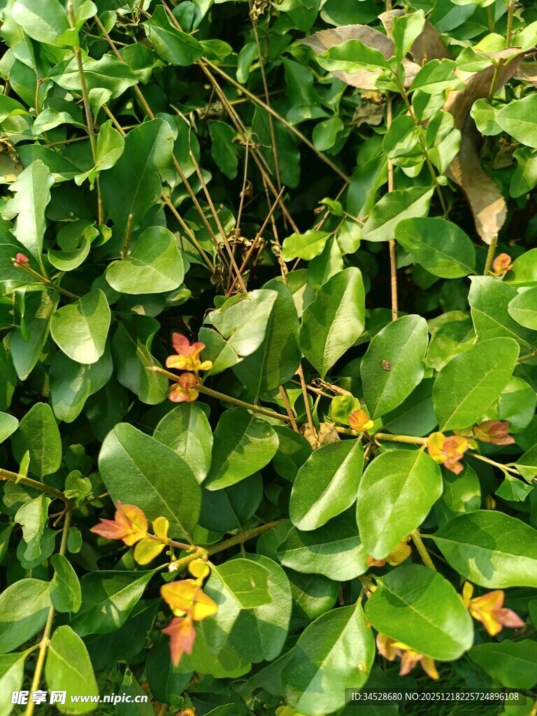 绿叶间的娇艳花朵