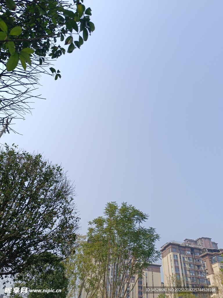 城市中葱郁树木与建筑景观