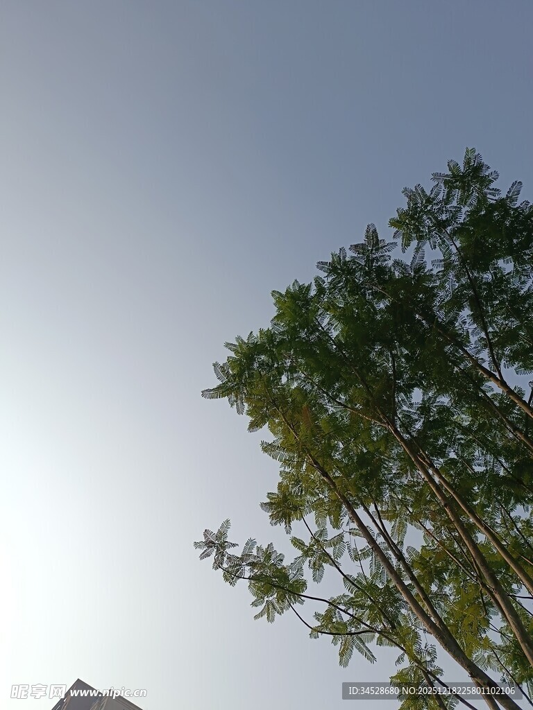 阳光下的绿树与蓝天