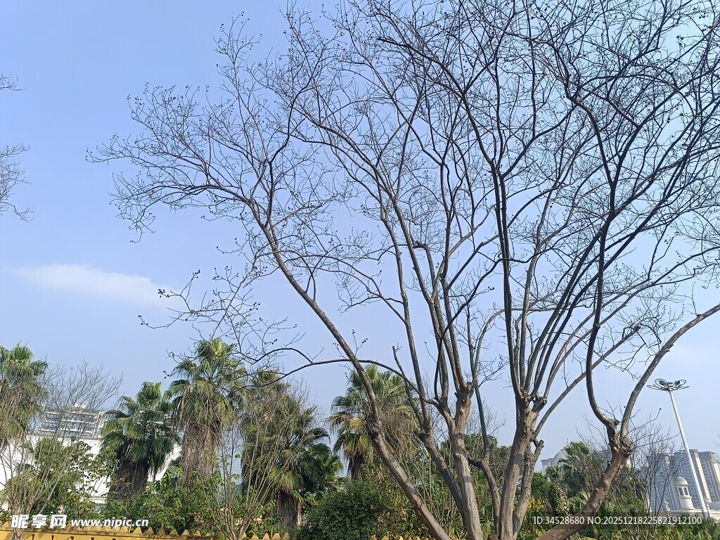 冬日光秃树木与远处绿植