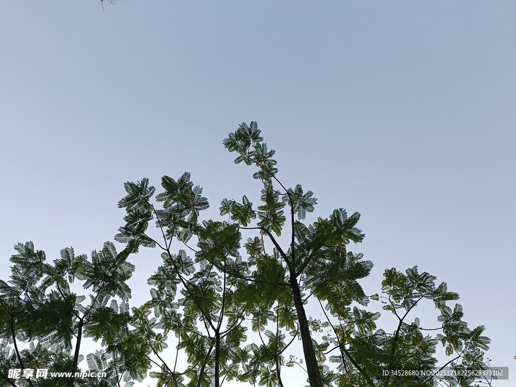 树梢之上的晴朗天空