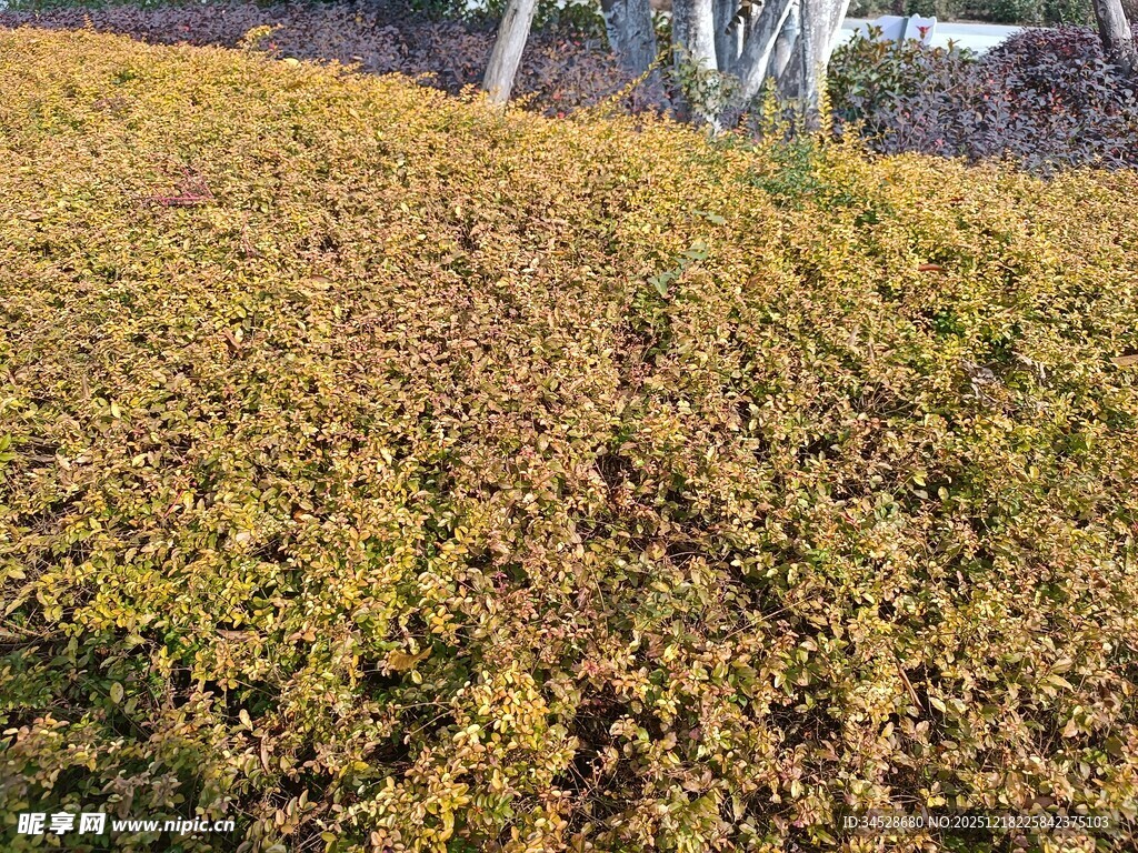金黄斑斓的低矮灌木丛