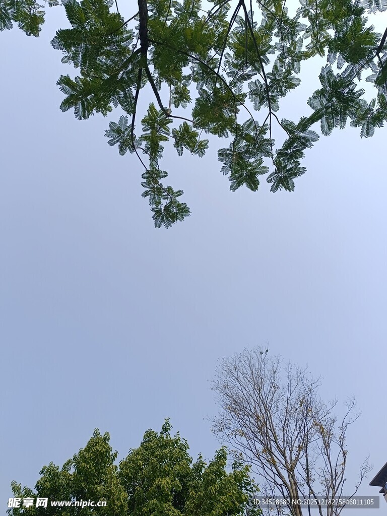 仰视绿树蓝天景致