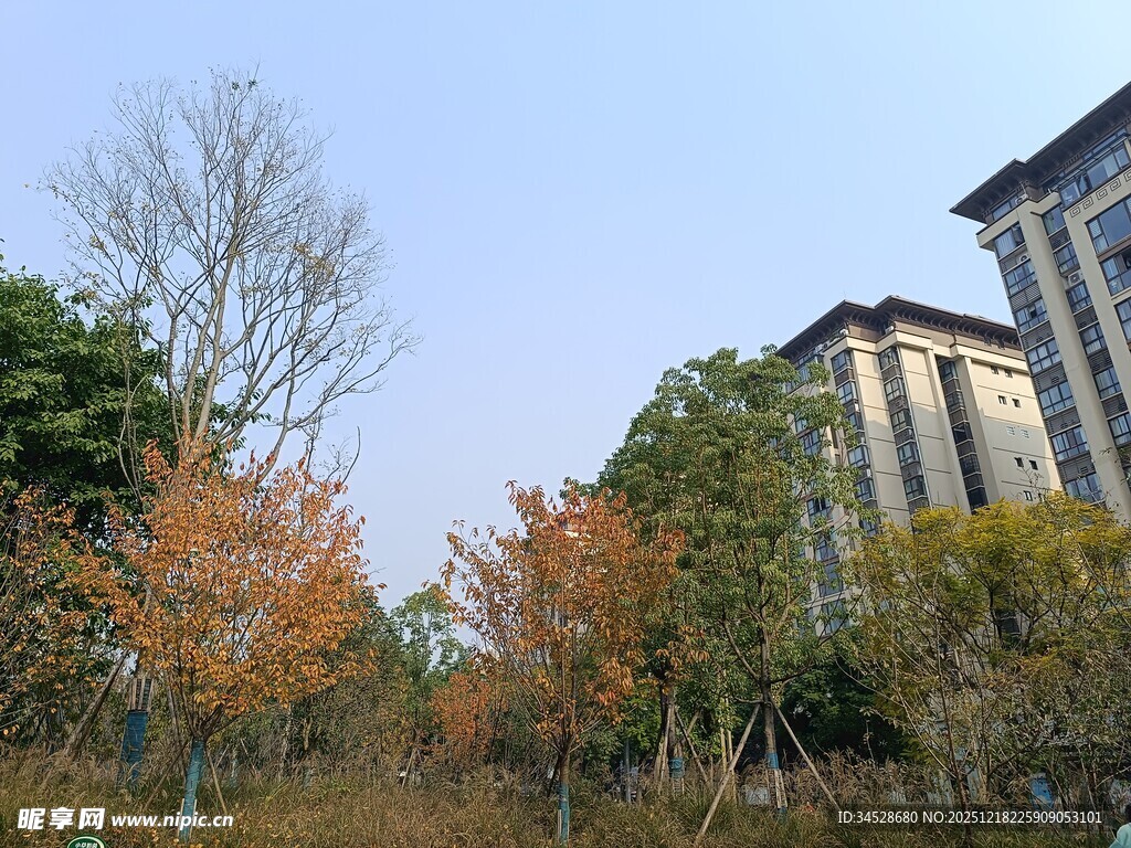 秋日小区旁的多彩树木