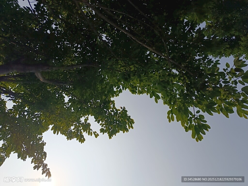 仰视翠绿繁茂的树冠