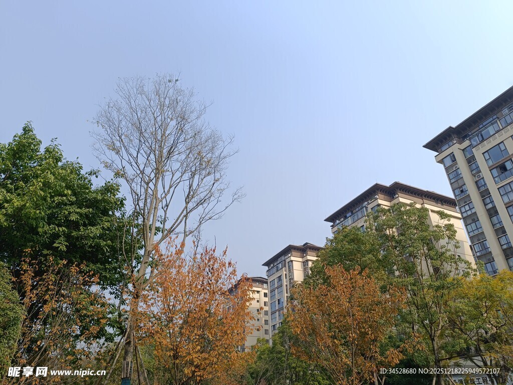 秋日小区旁的多彩树木景观