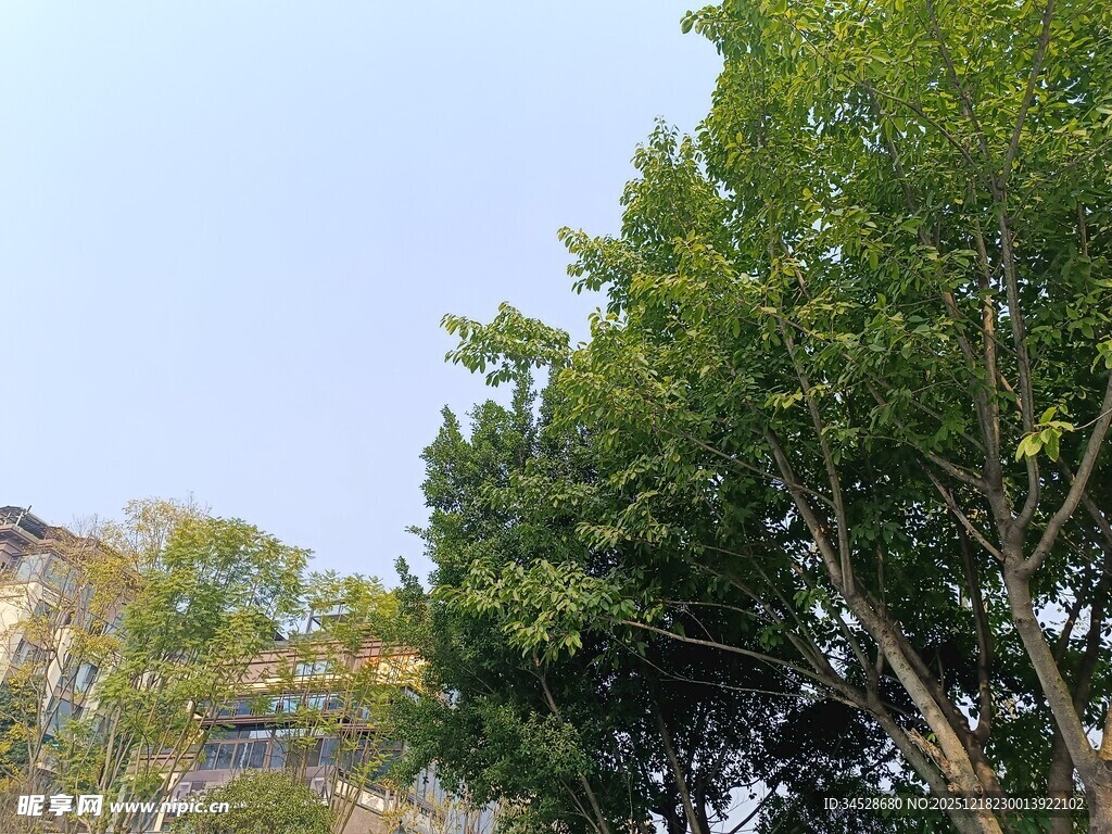 绿树蓝天自然风景图