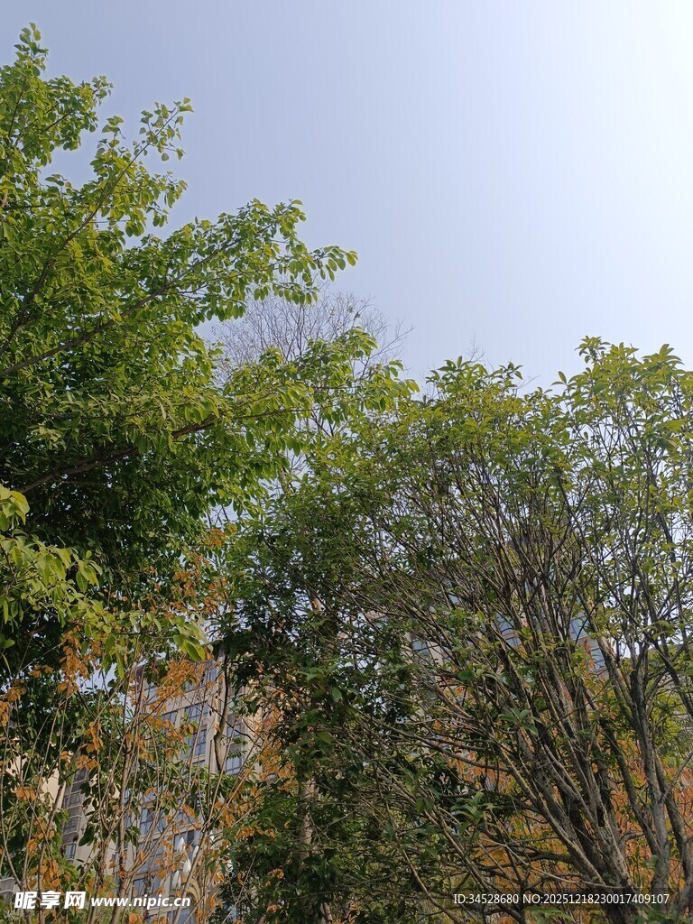 绿树蓝天自然景致