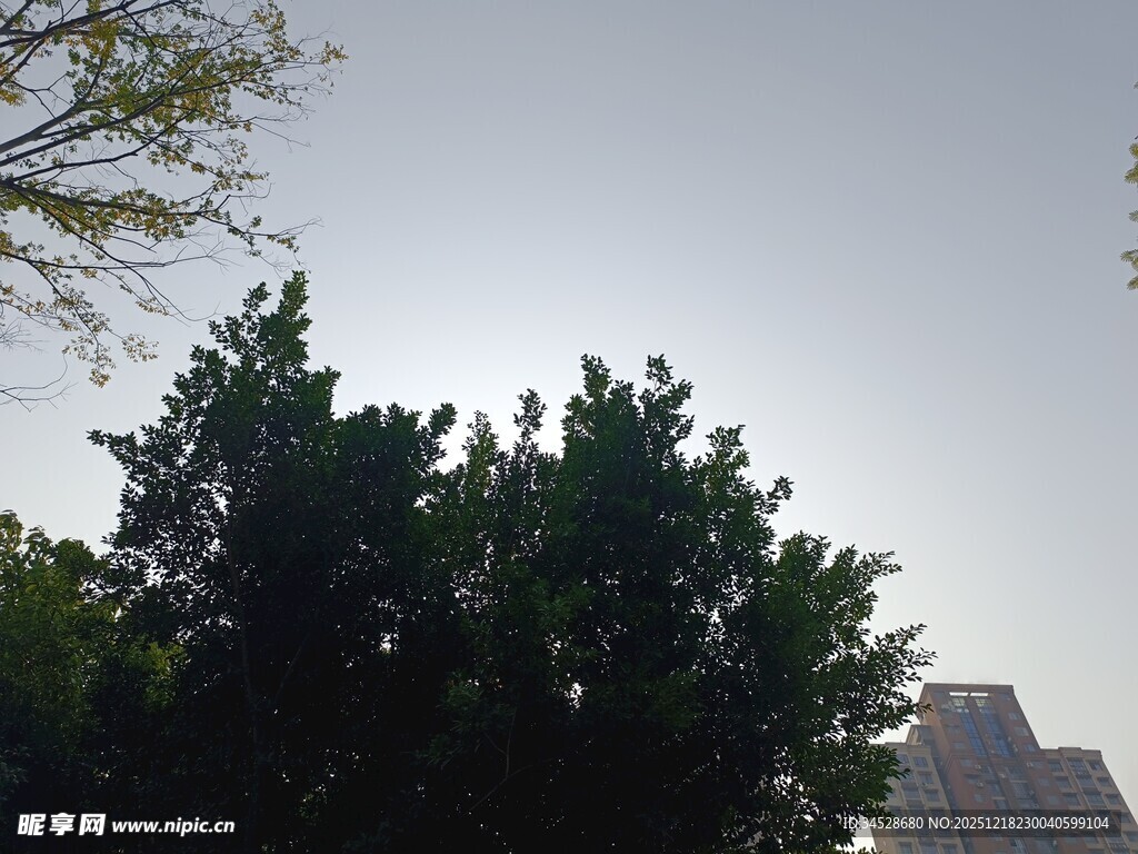 绿树蓝天旁的高楼景象