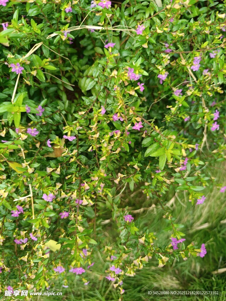 繁茂绿植间点缀紫色小花