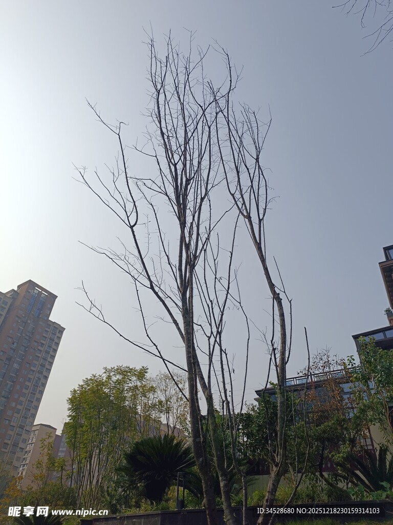 冬日枯树与城市建筑景观