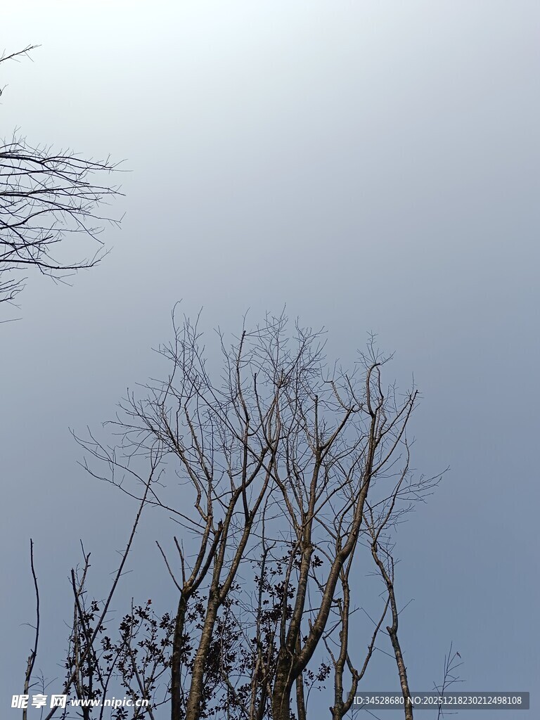 冬日枯树与朦胧天空